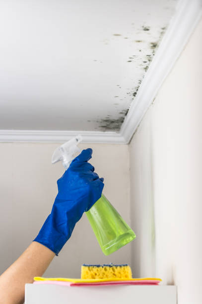 Best Affordable Mold Removal  in USA